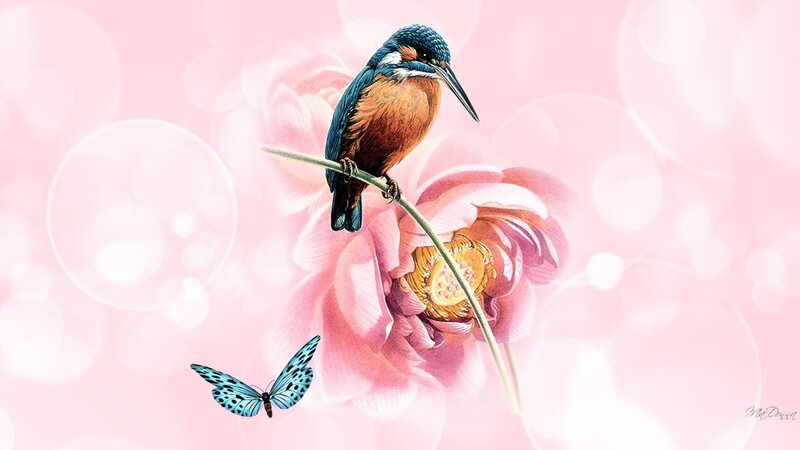 Kingfisher on Flower