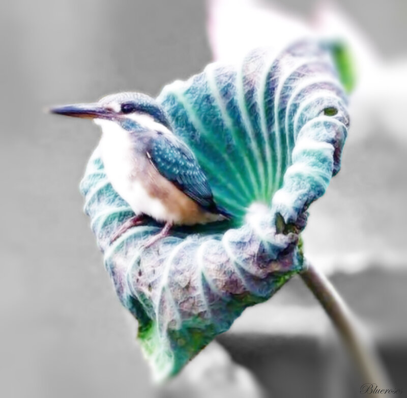 Kingfisher on Leaf