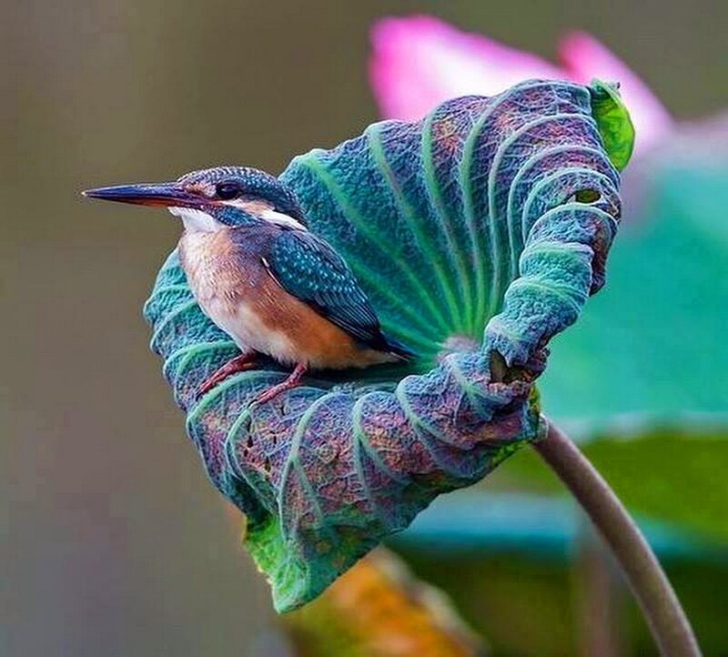 Kingfisher on Lotus Leaf