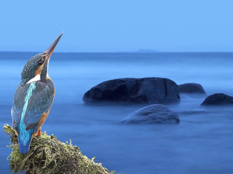 Kingfisher on Mossy Rock — Blue