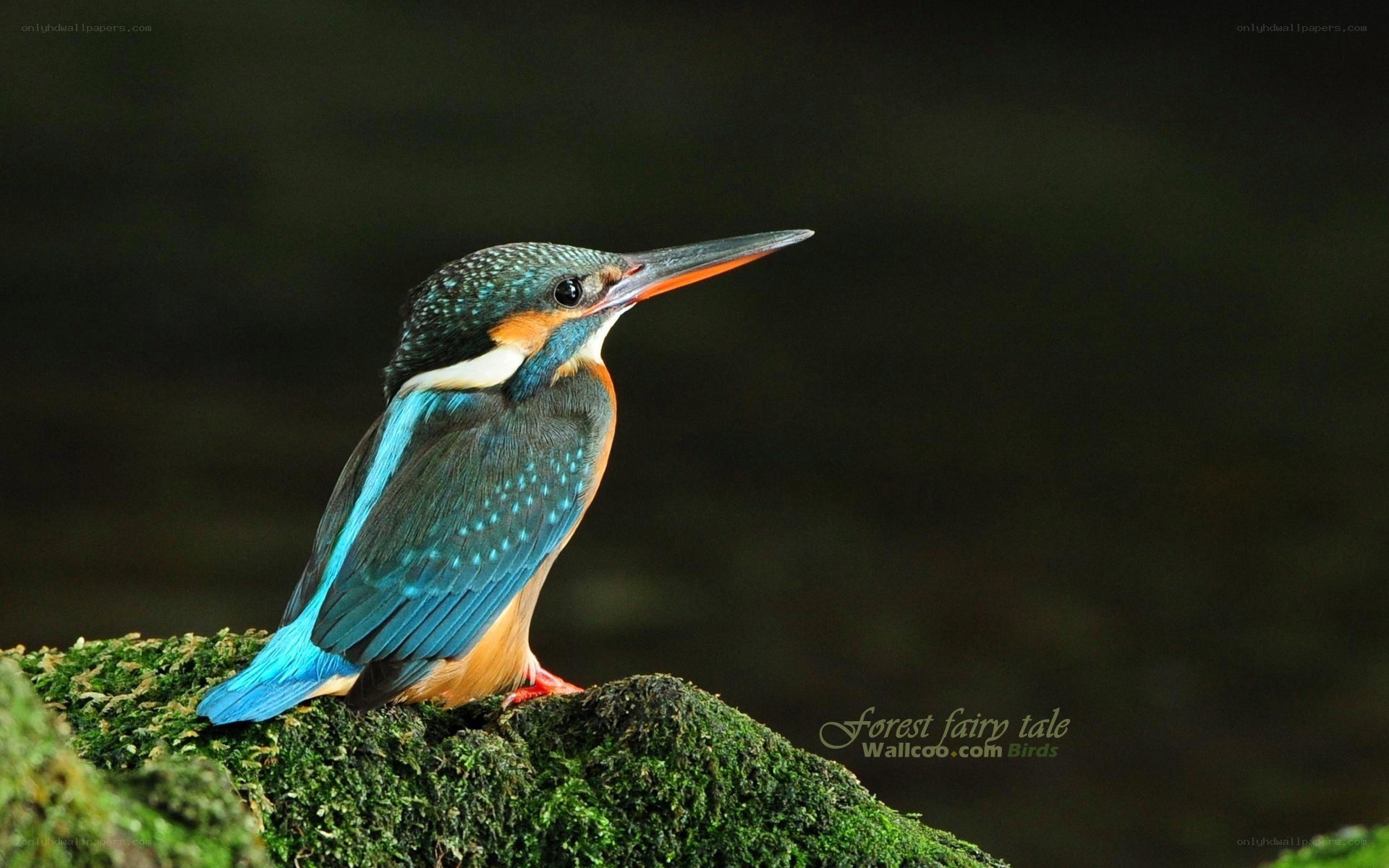 kingfisher on mossy rock