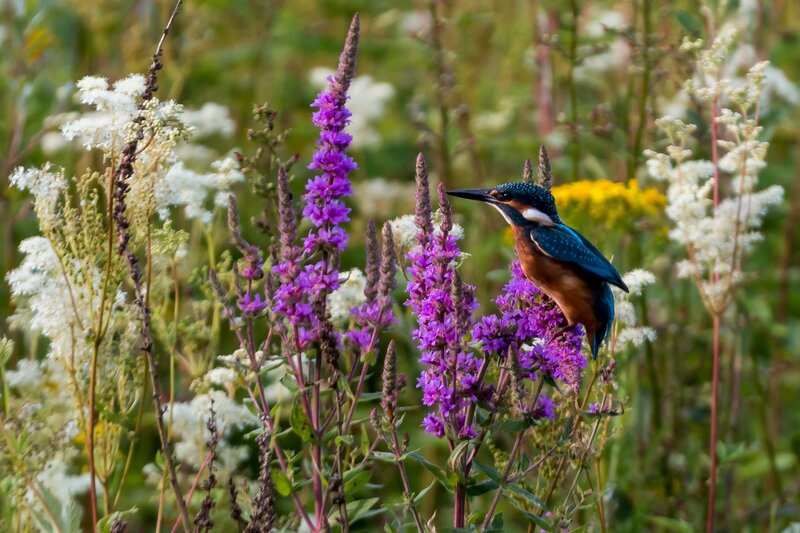 Kingfisher on Purple Flowers