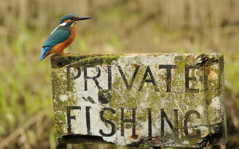Kingfisher on Sign — Blue