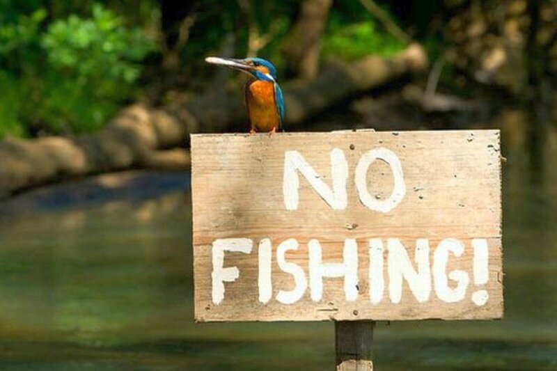 Kingfisher on Sign