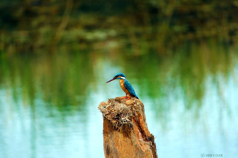 Kingfisher on Stump