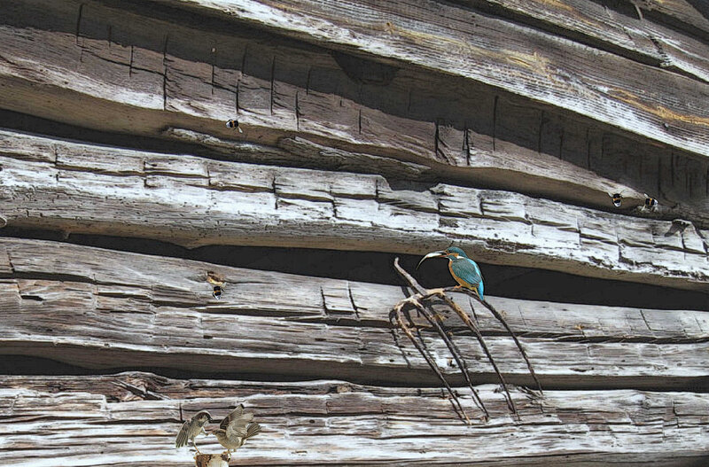 Kingfisher on Wooden Beam