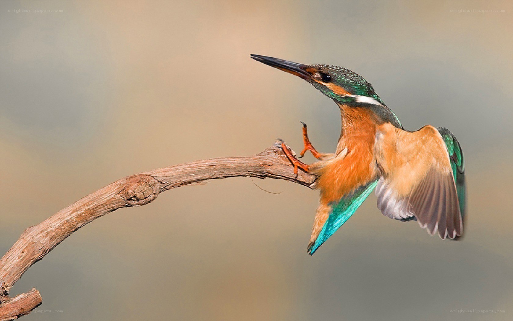 Kingfisher perched on a branch