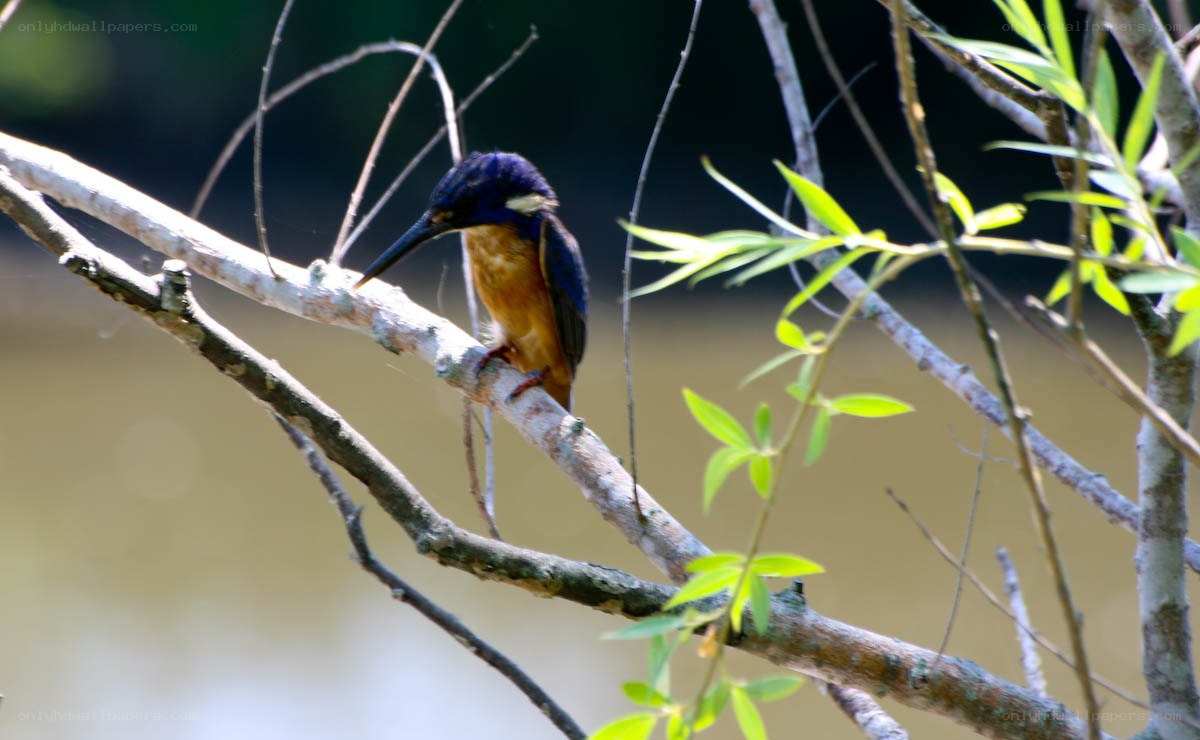 Kingfisher perched on a branch