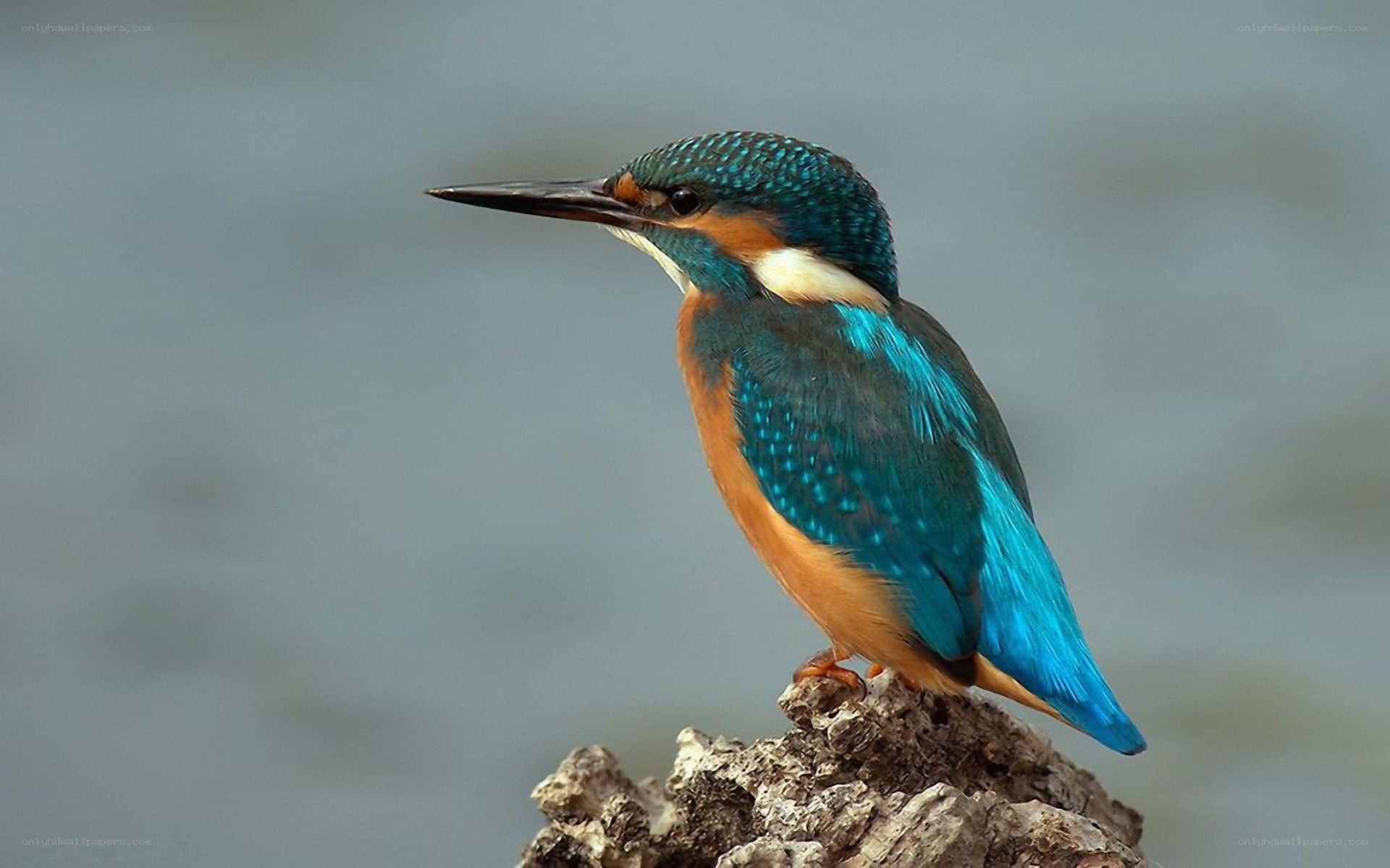 kingfisher perched on a branch