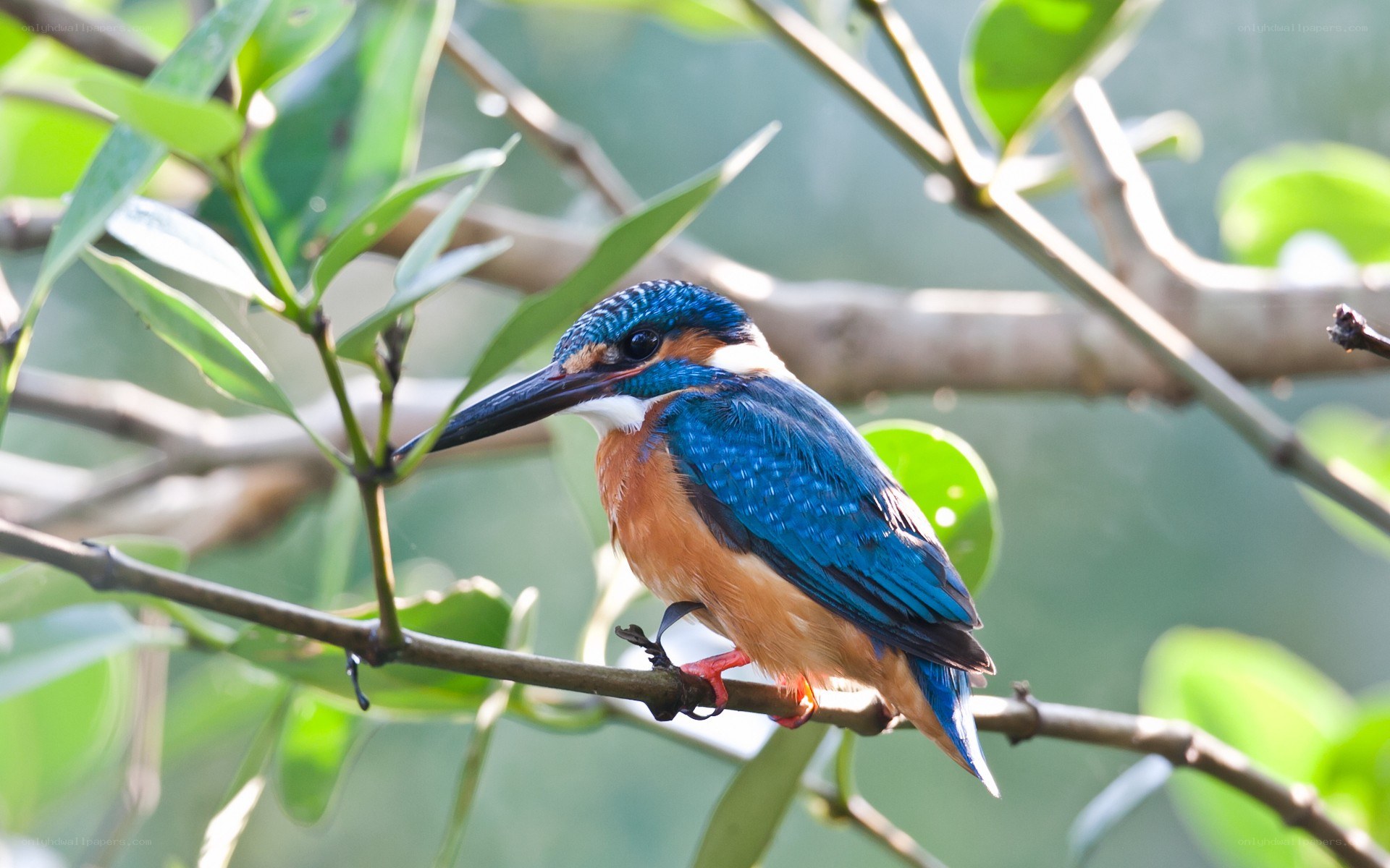 Kingfisher perched on a branch