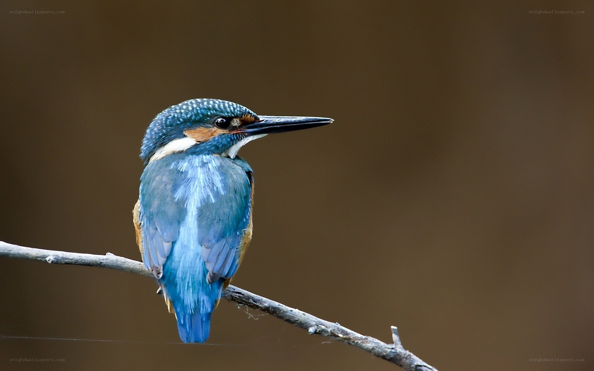 kingfisher perched on a branch