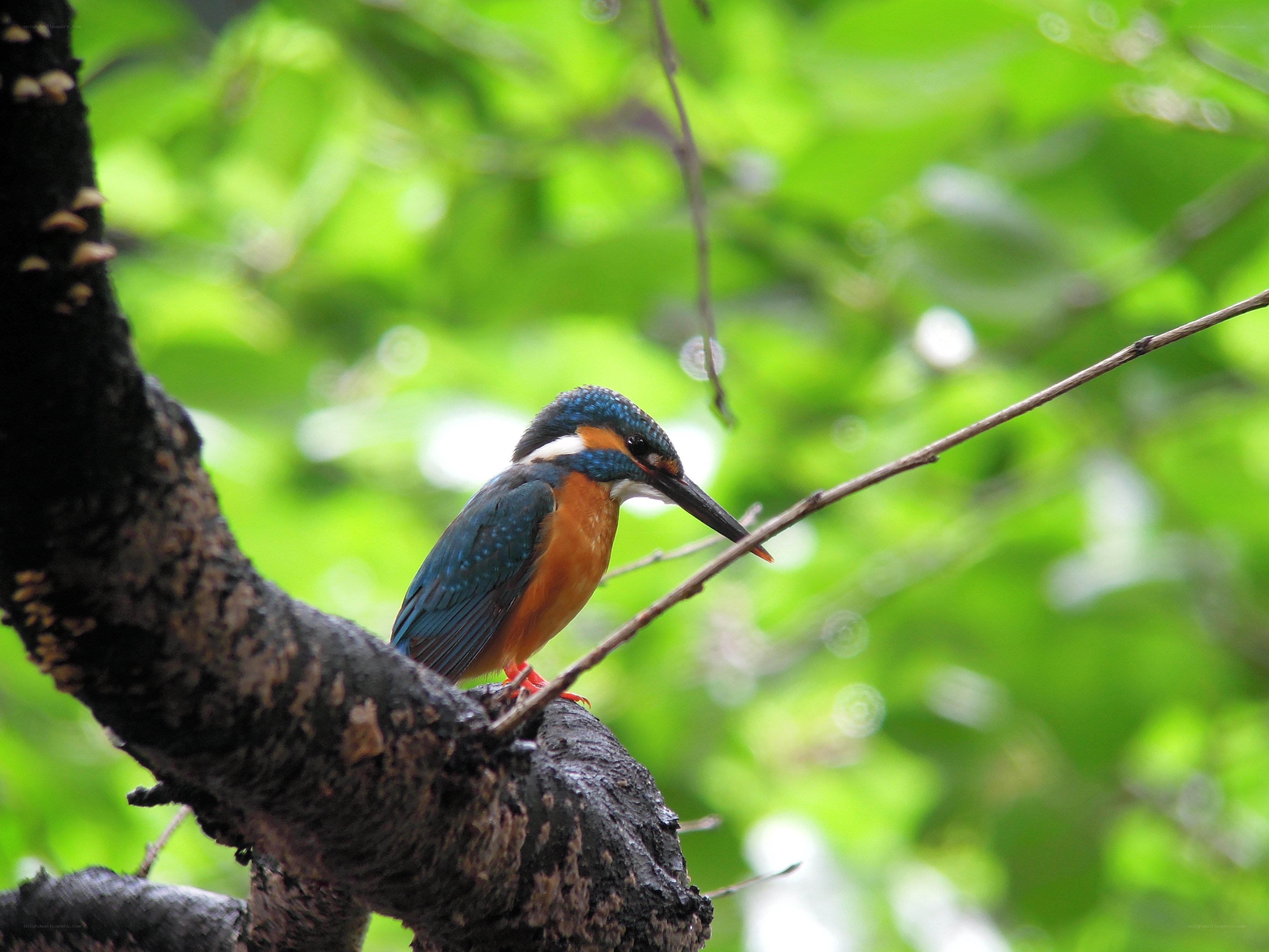 Kingfisher perched on a branch