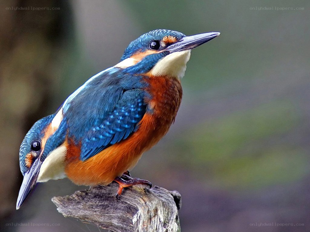 Kingfisher perched on a branch