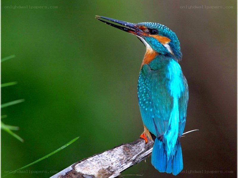 kingfisher perched on a branch