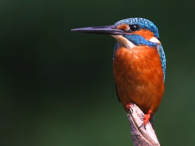 Kingfisher perched on a branch