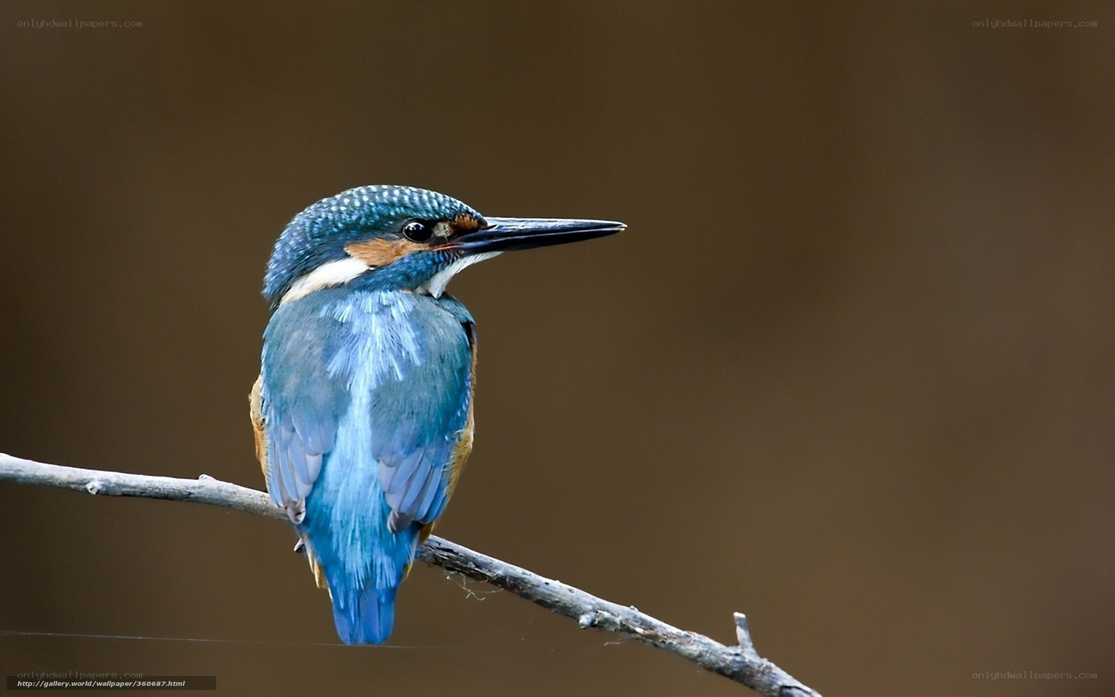 Kingfisher perched on a branch