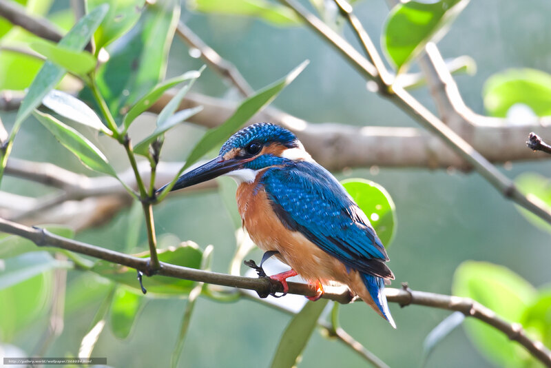 Kingfisher perched on a branch