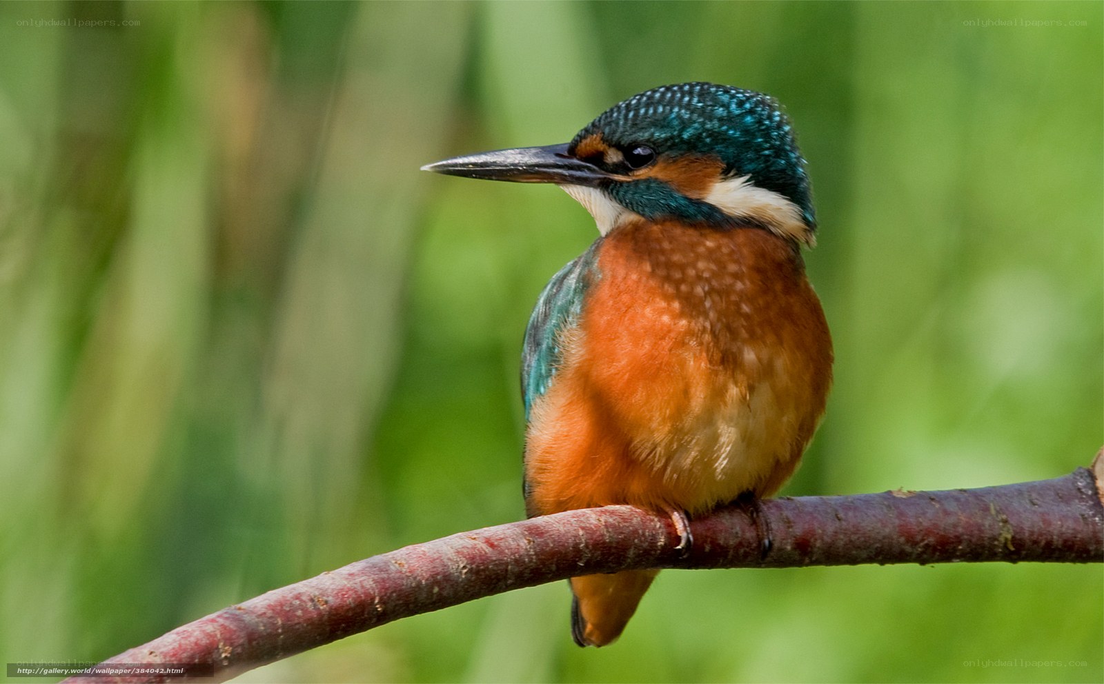 Kingfisher perched on a branch