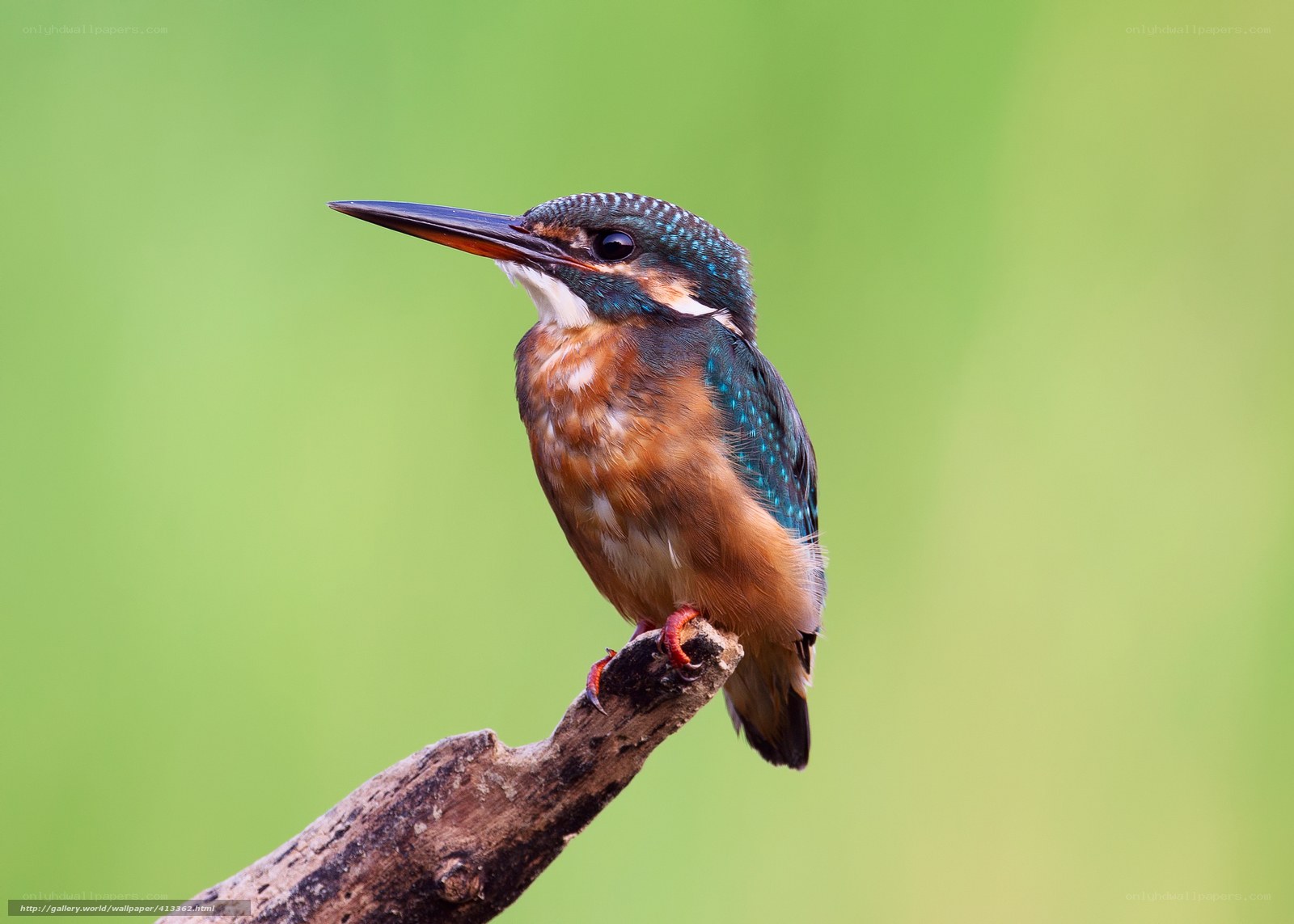 Kingfisher perched on a branch