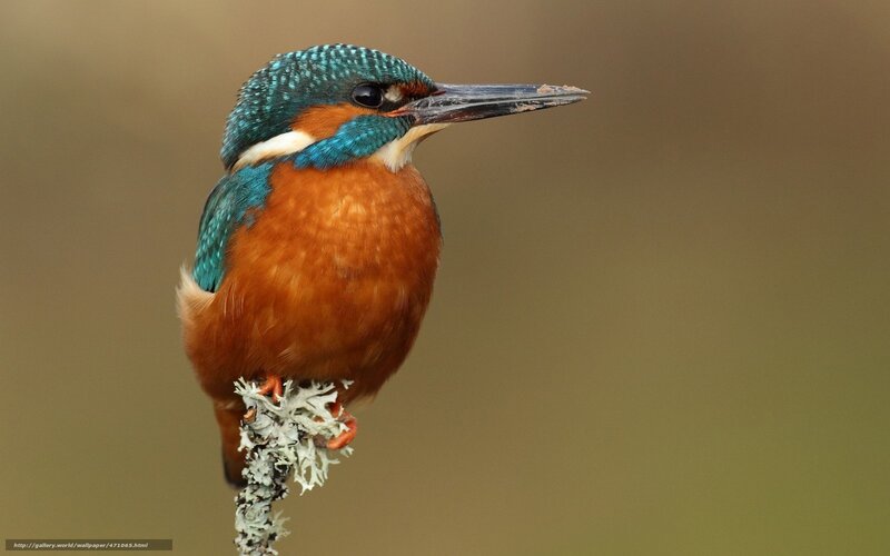 Kingfisher perched on a branch