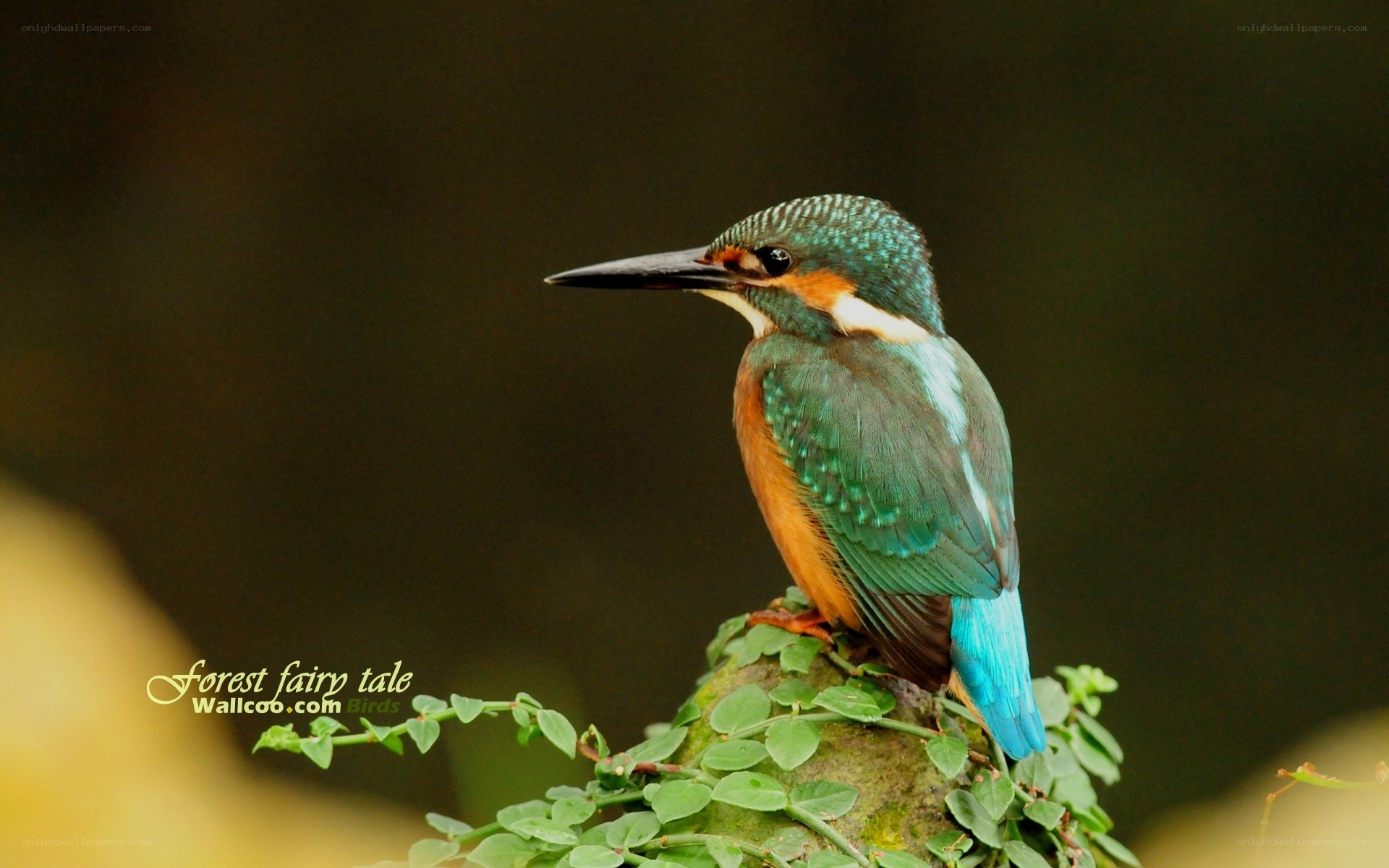 Kingfisher perched on a branch