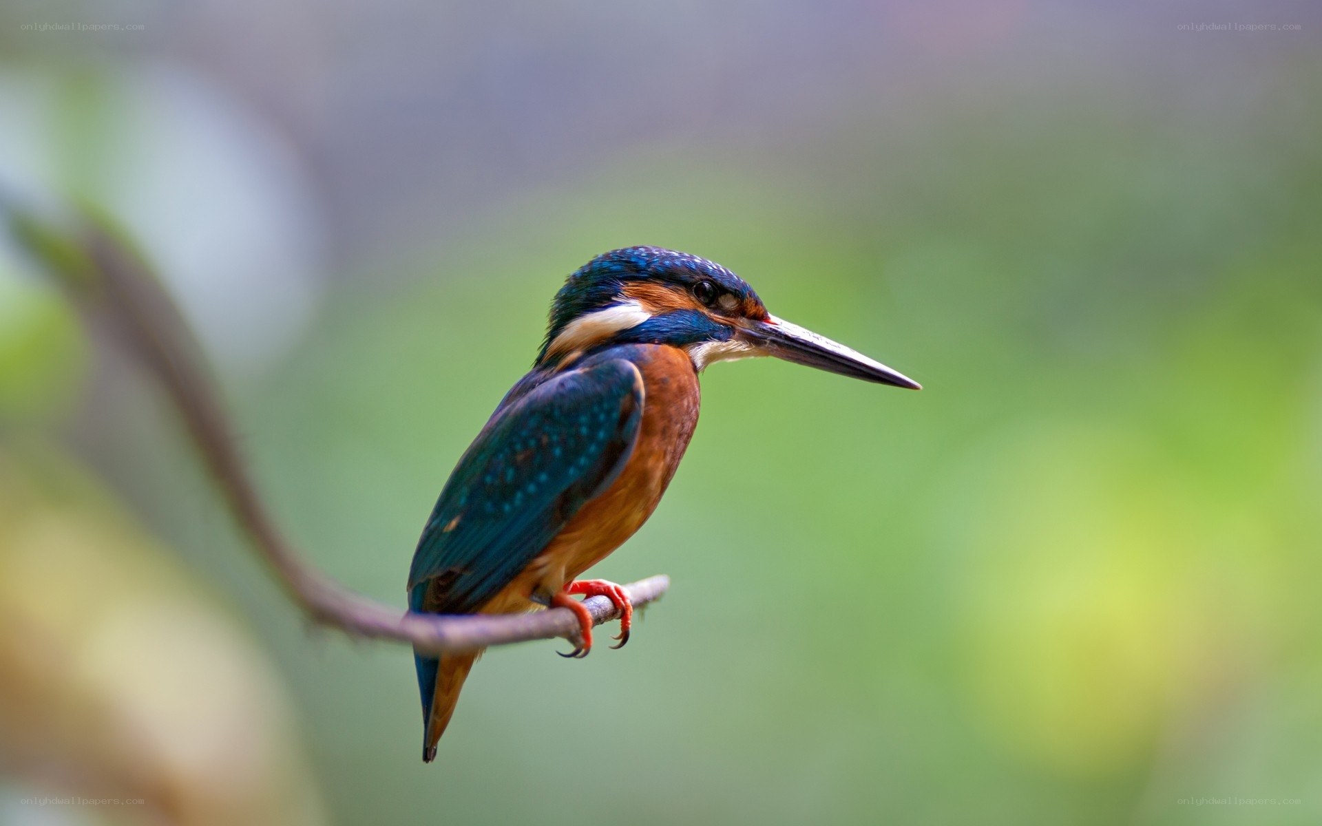 Kingfisher perched on a branch