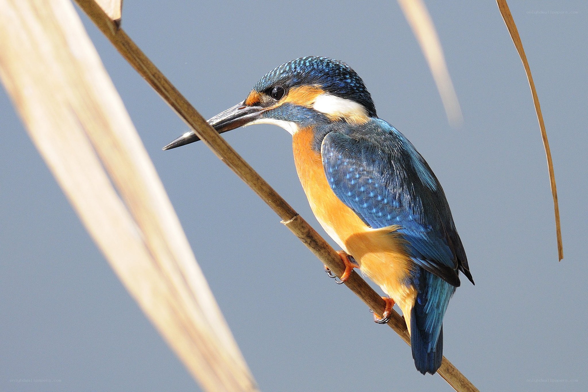 Kingfisher perched on a reed