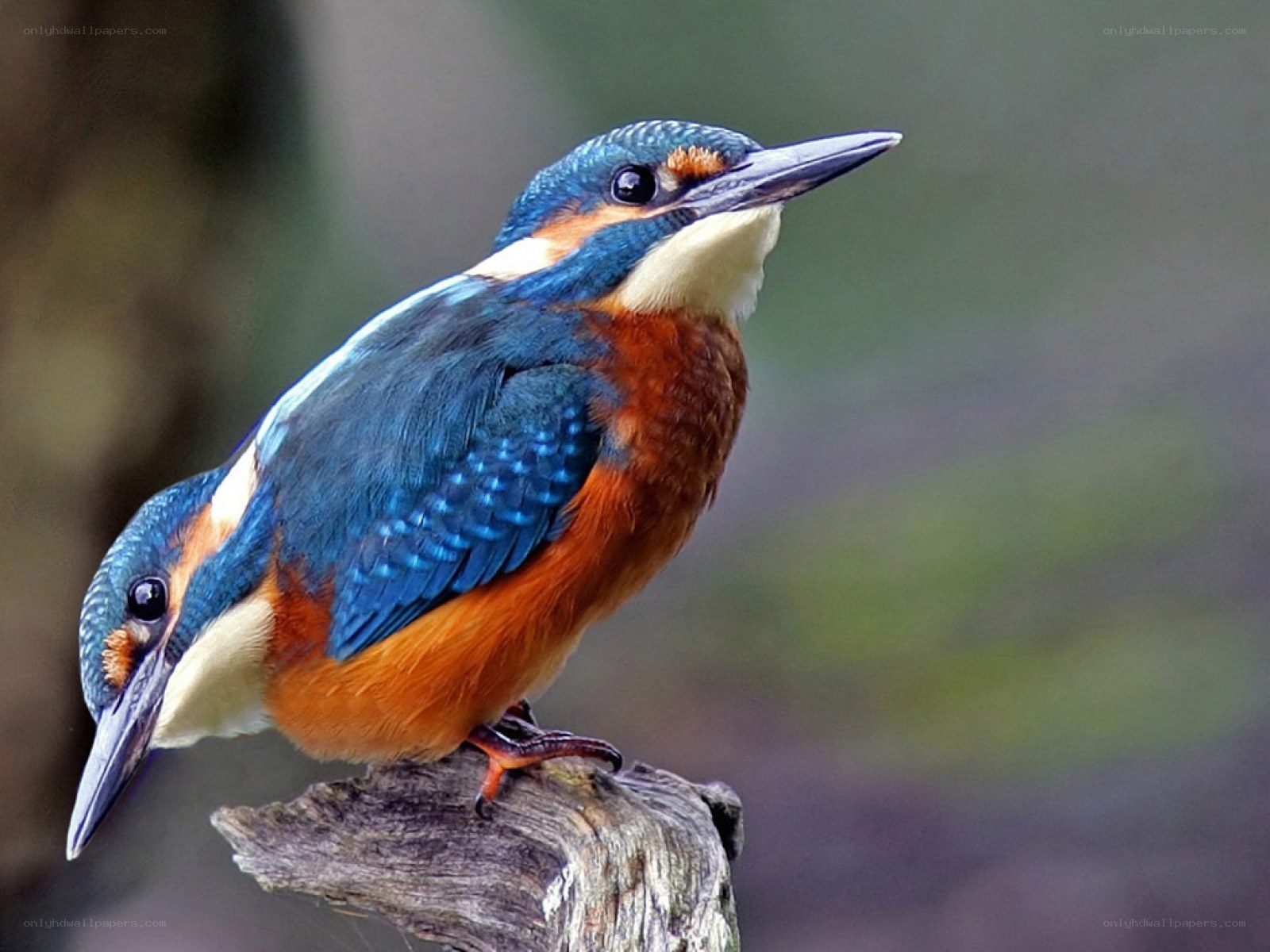 kingfisher perched on branch