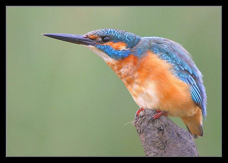 kingfisher perched on branch