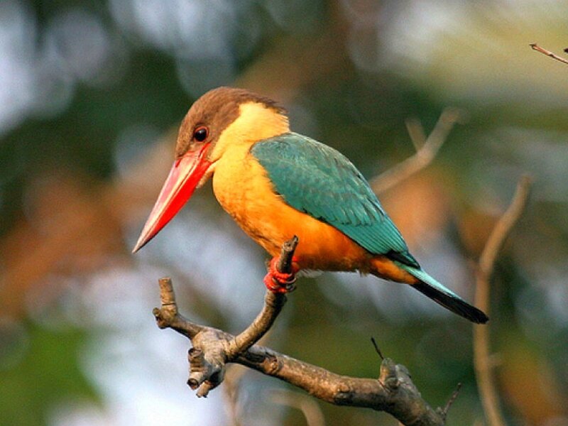 kingfisher perched on branch