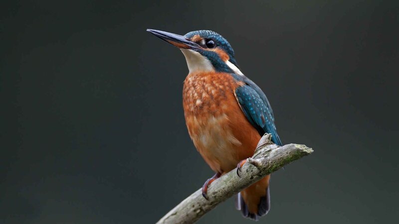 kingfisher perched on branch