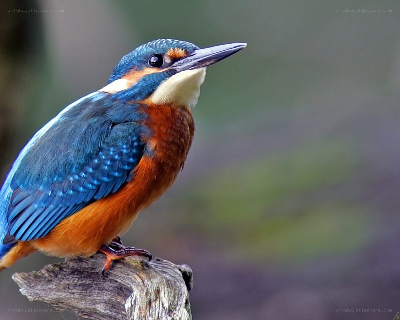 kingfisher perched on branch