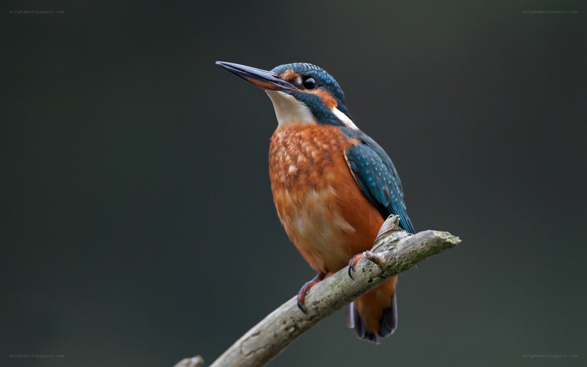 kingfisher perched on branch