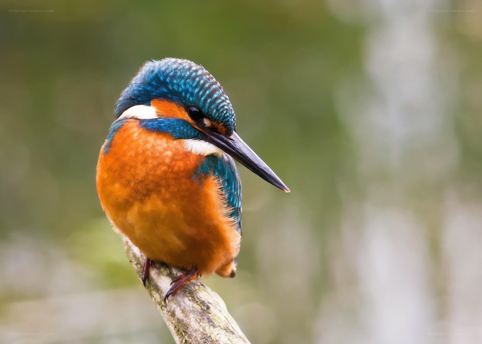 kingfisher perched on branch