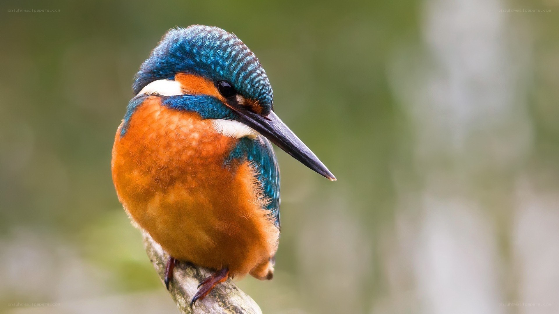 kingfisher perched on branch