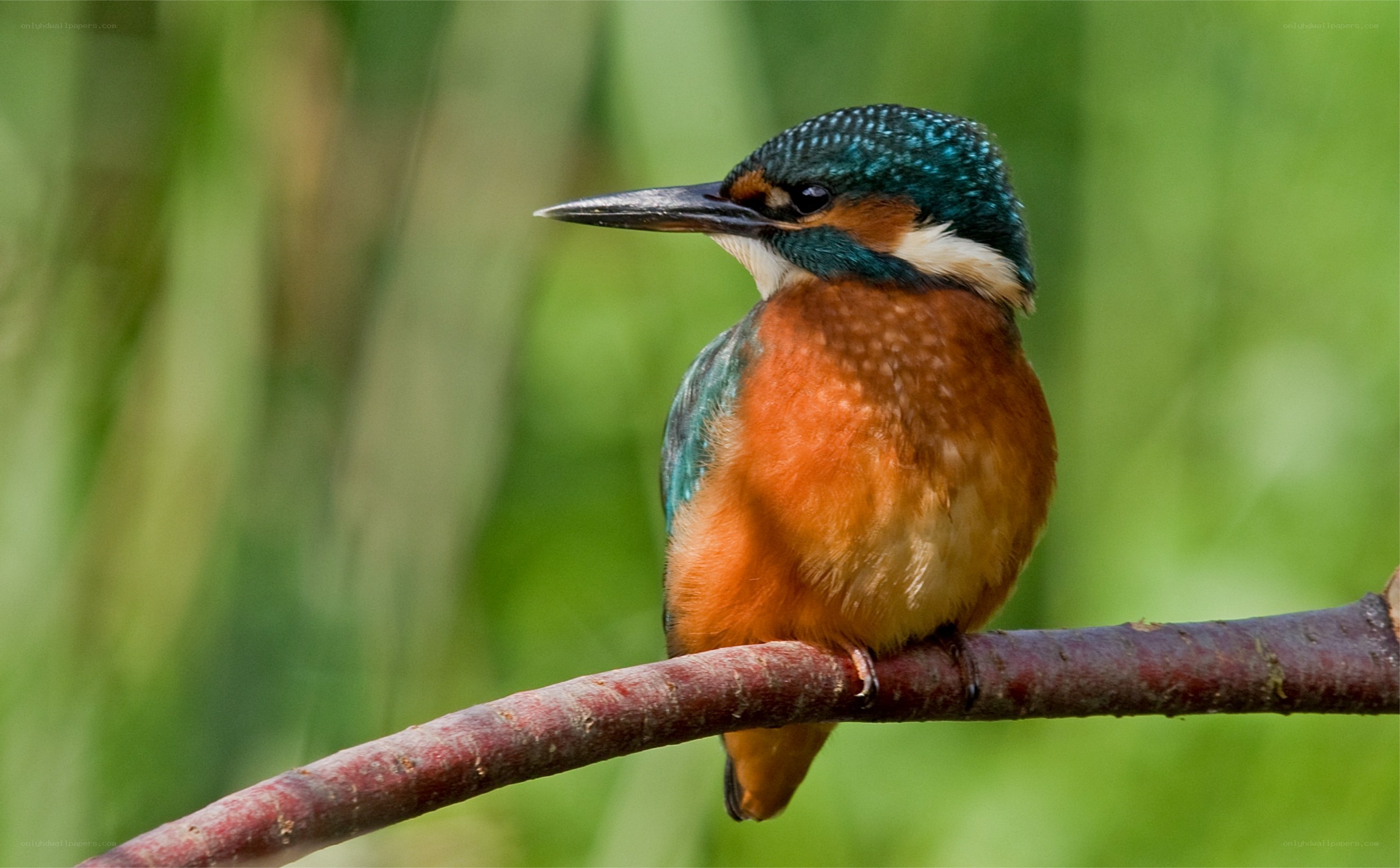 kingfisher perched on branch