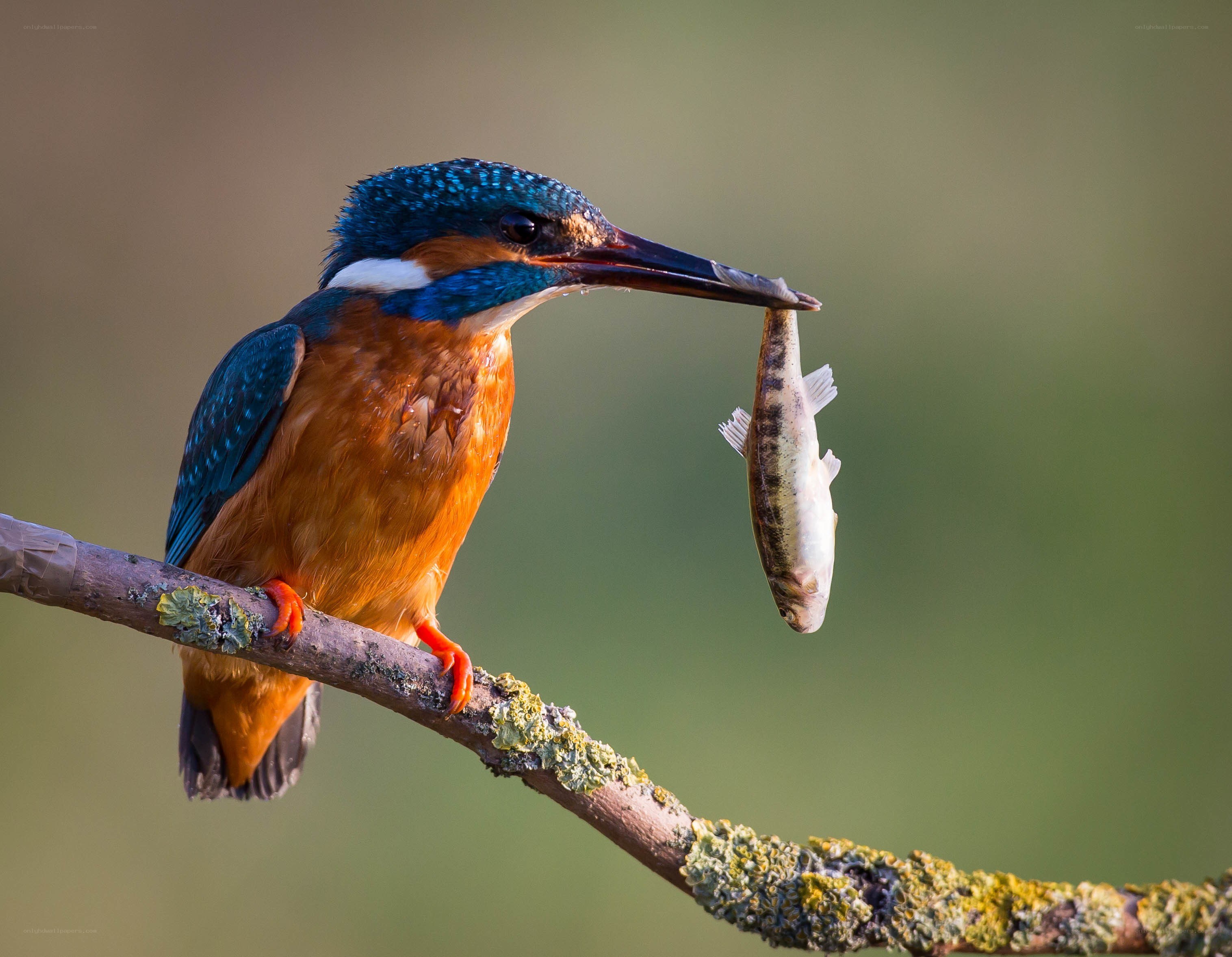Kingfisher with a fish