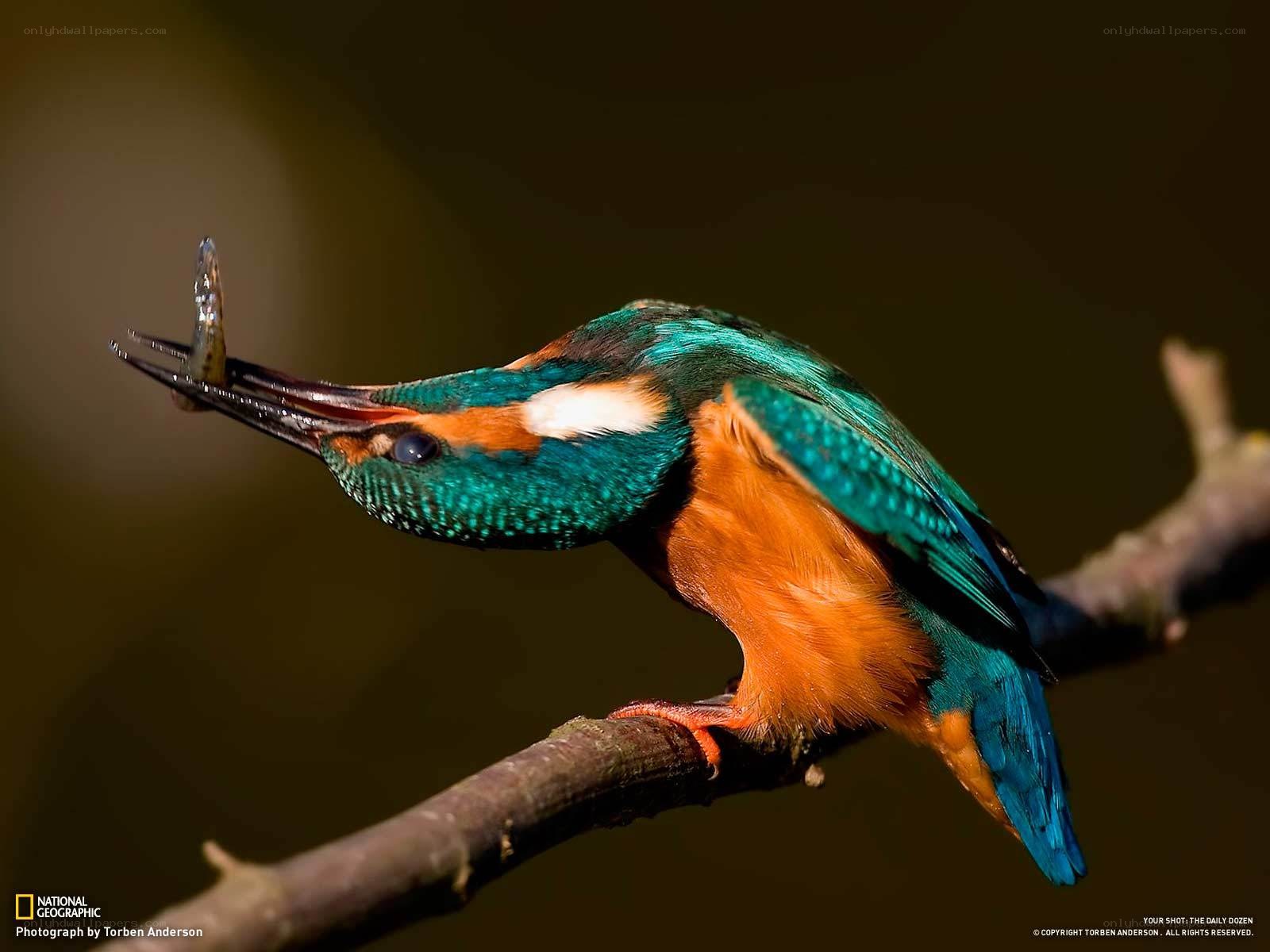 Kingfisher with a fish