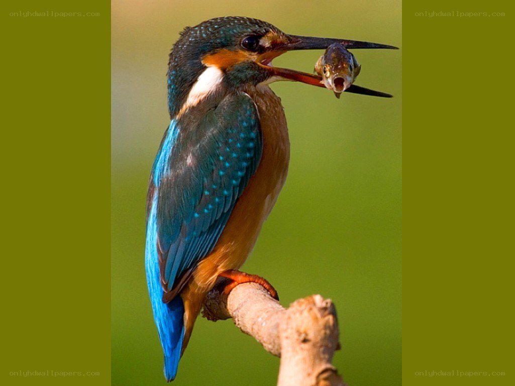 Kingfisher with a fish
