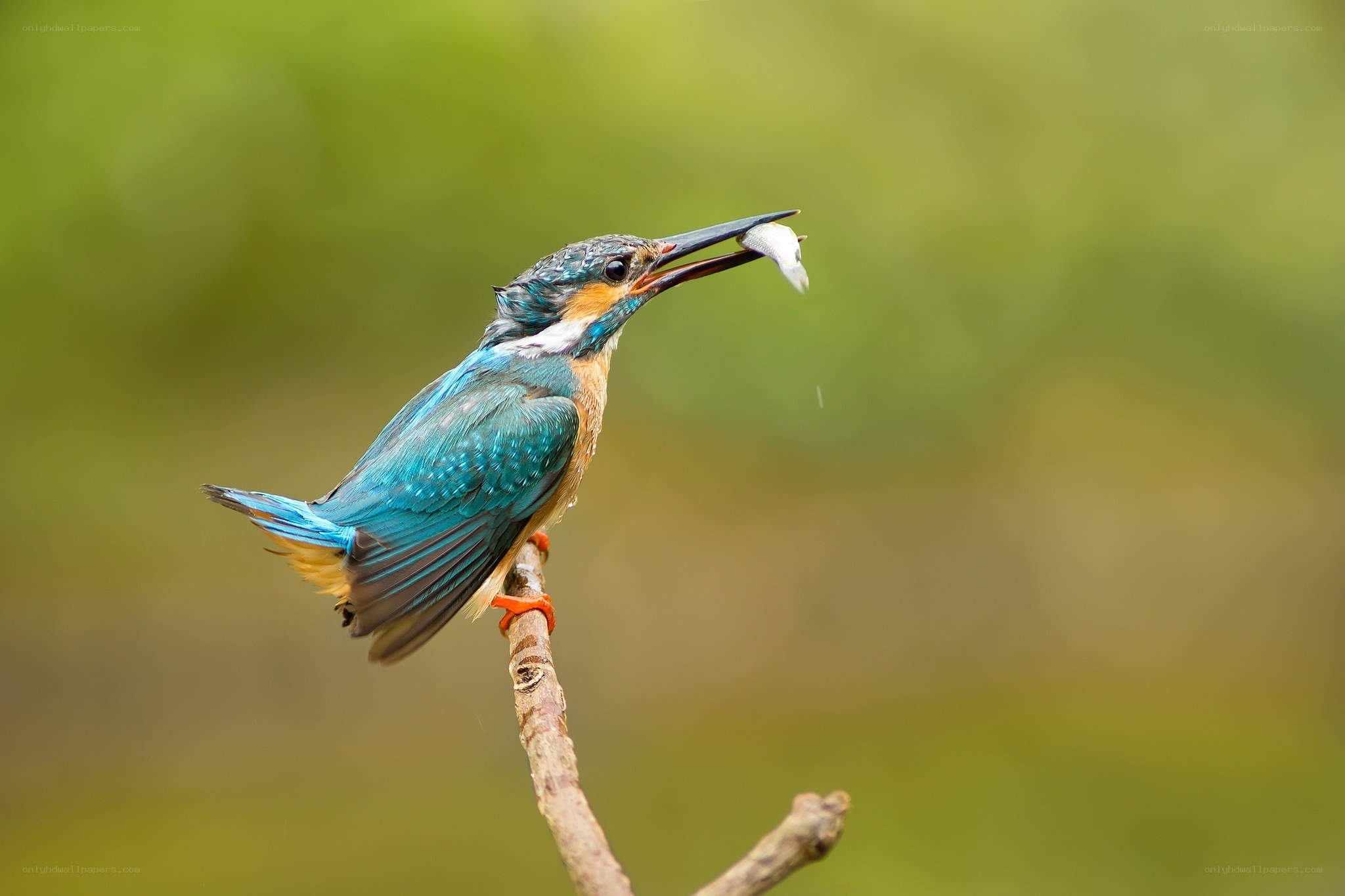 Kingfisher with a fish