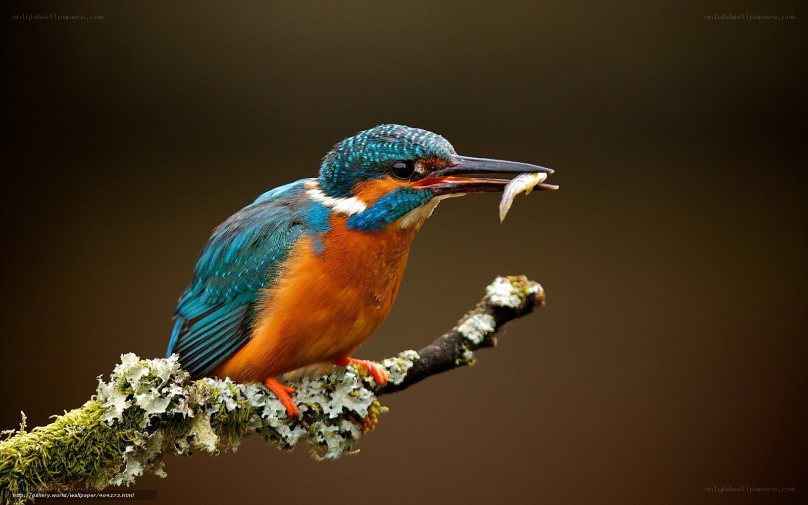 Kingfisher with a fish
