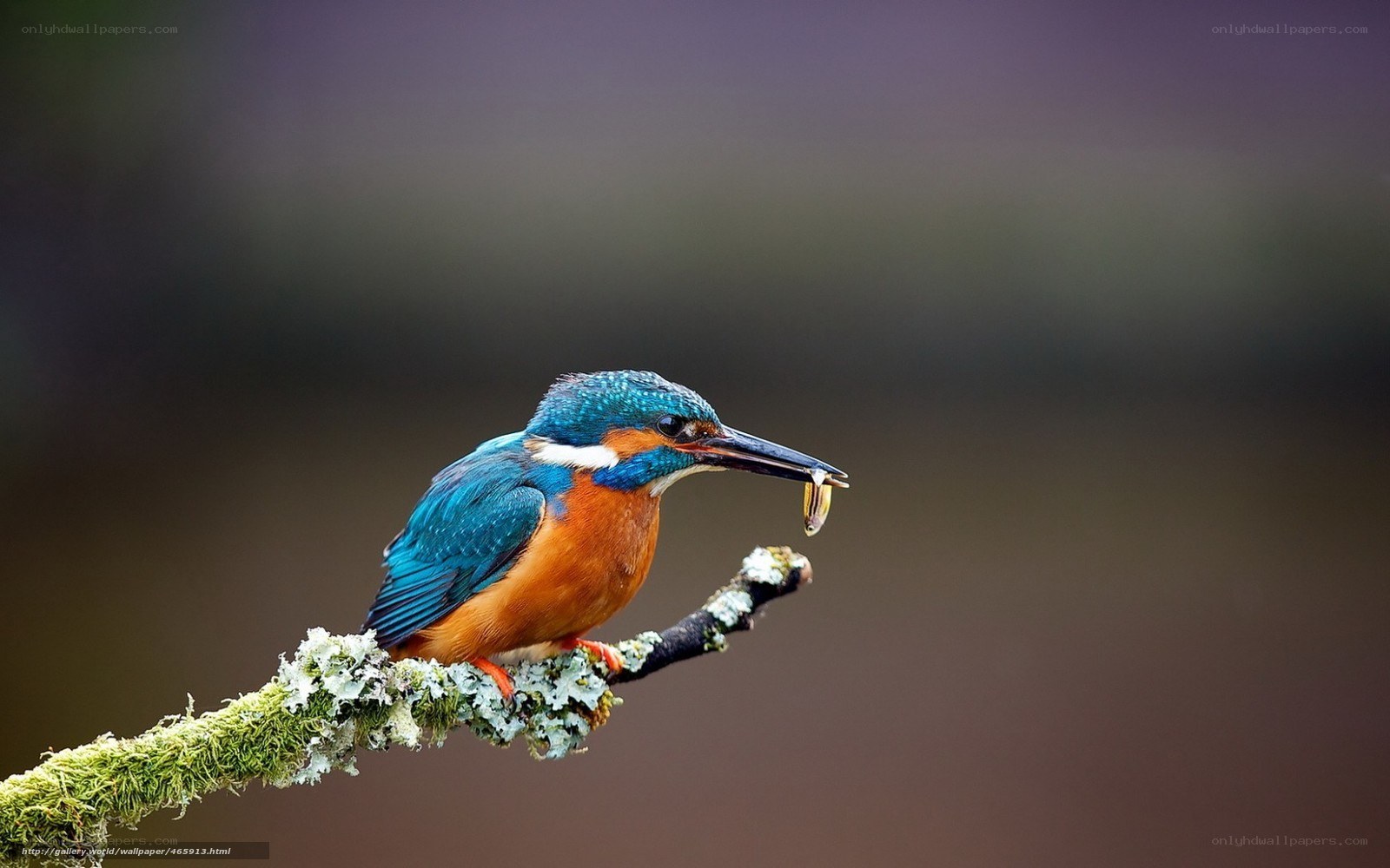 Kingfisher with a fish
