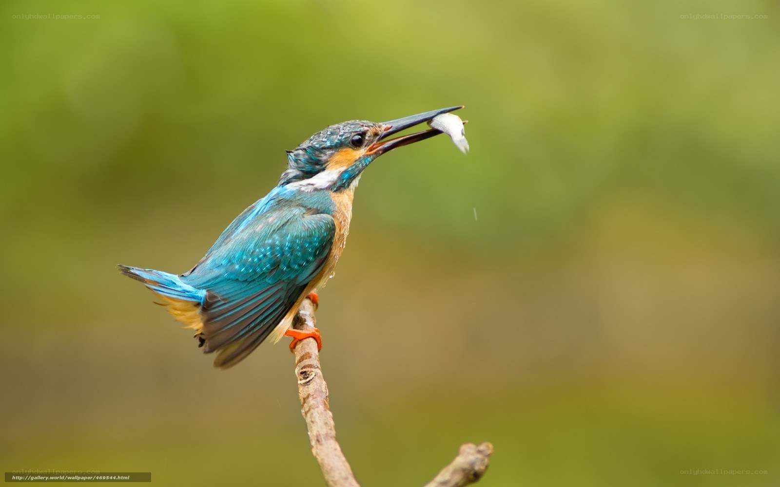 Kingfisher with a fish