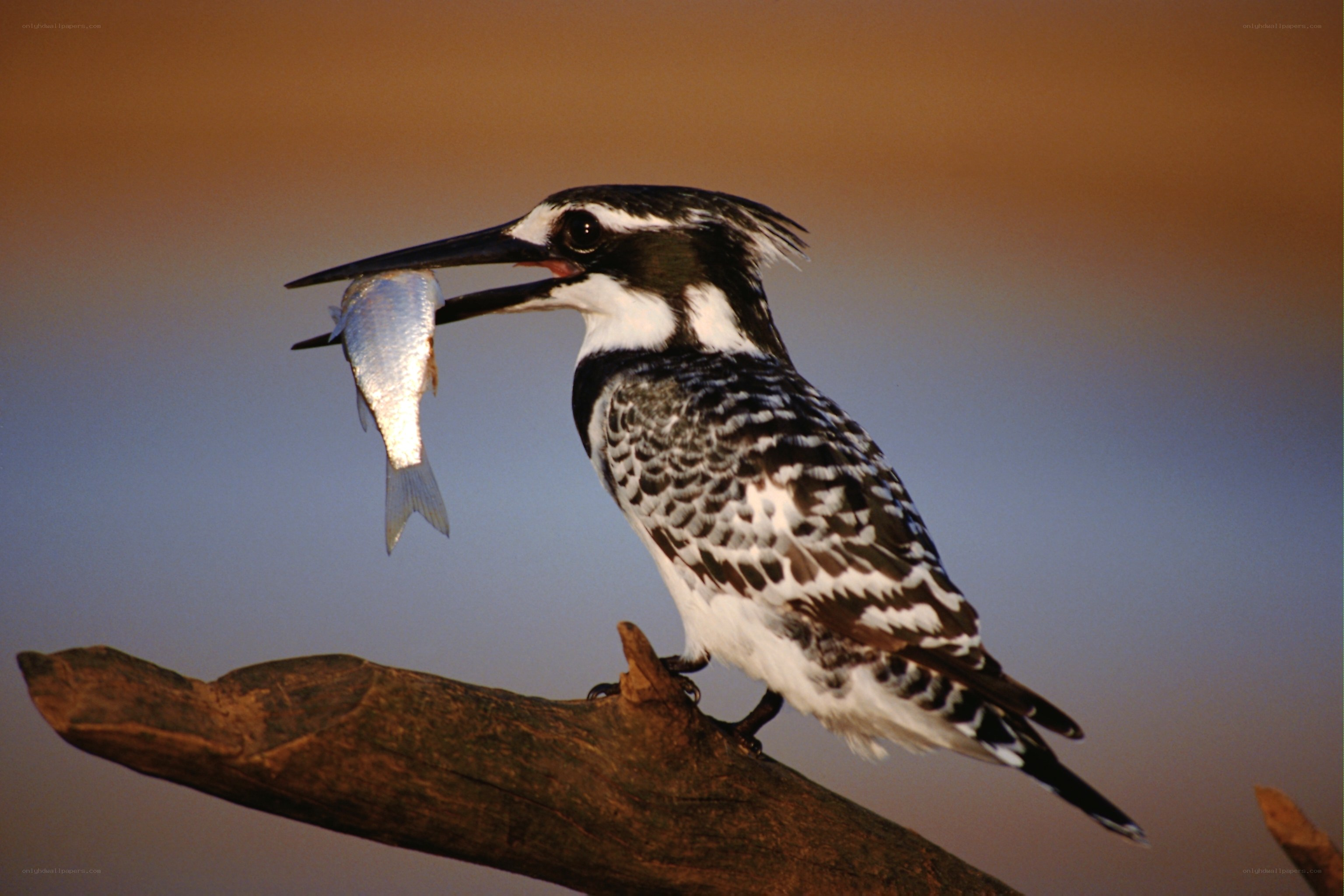 Kingfisher with a fish