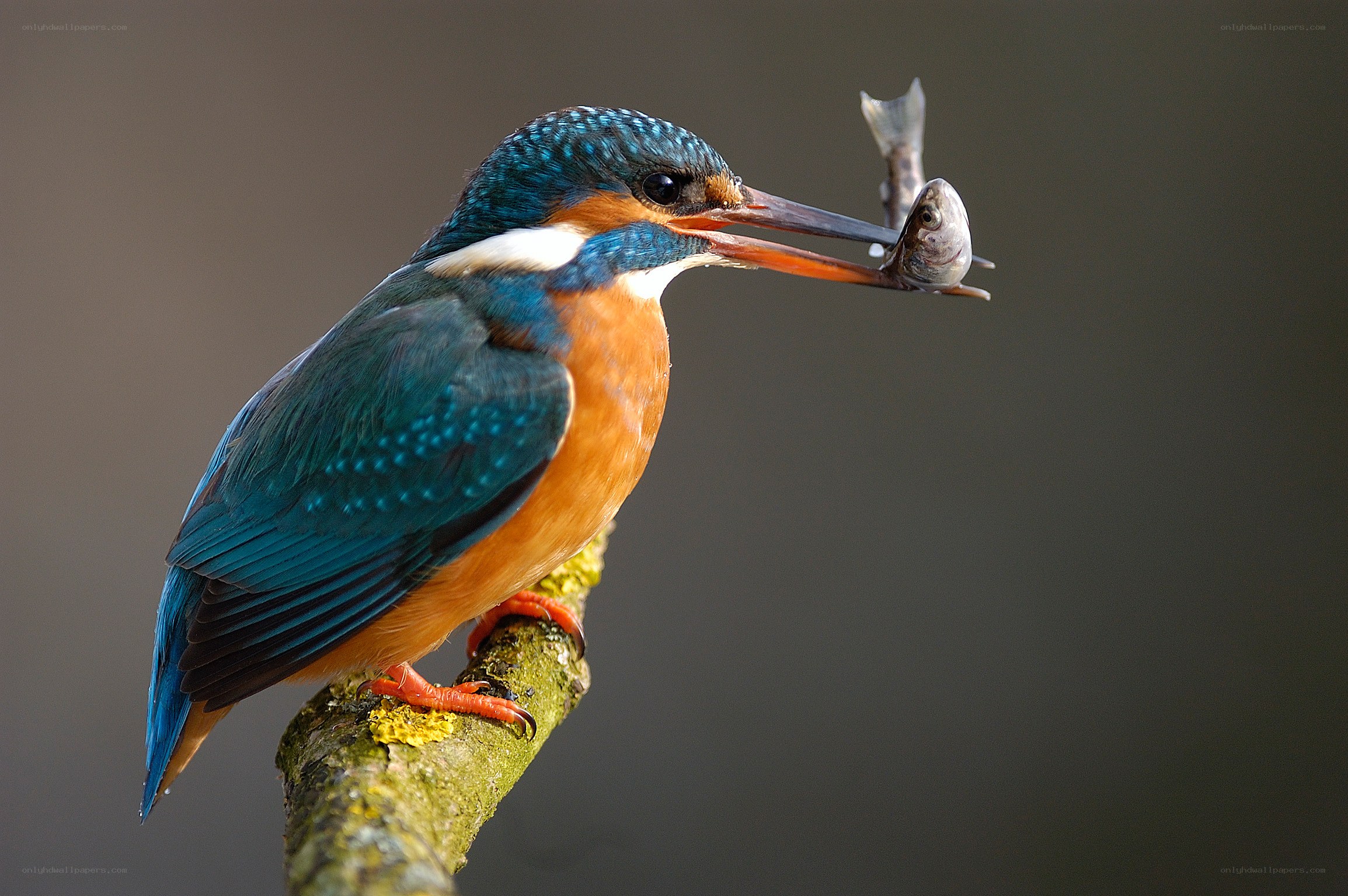 Kingfisher with a fish