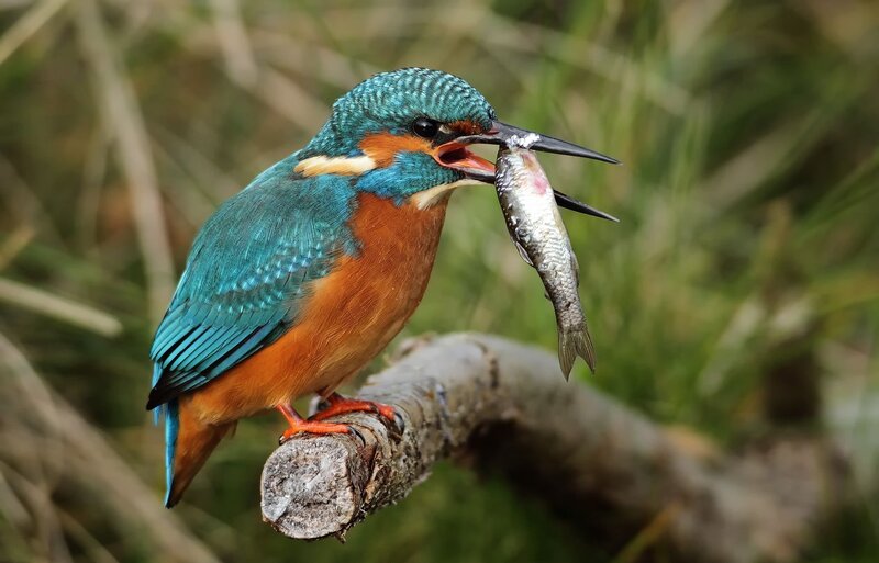 Kingfisher with a fish
