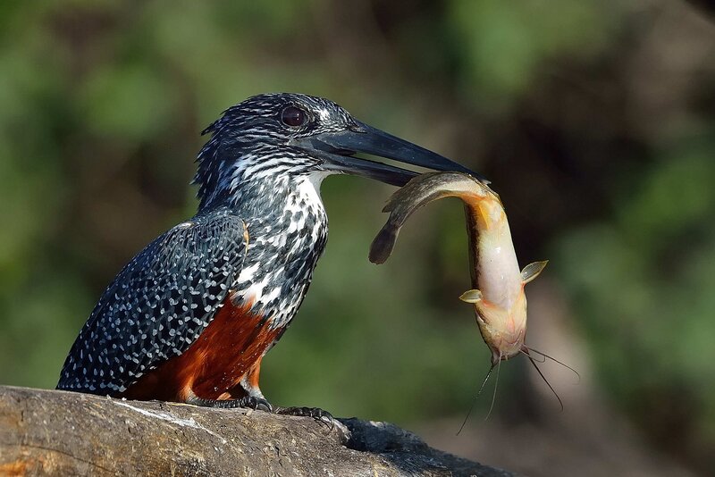 Kingfisher with Fish — Black