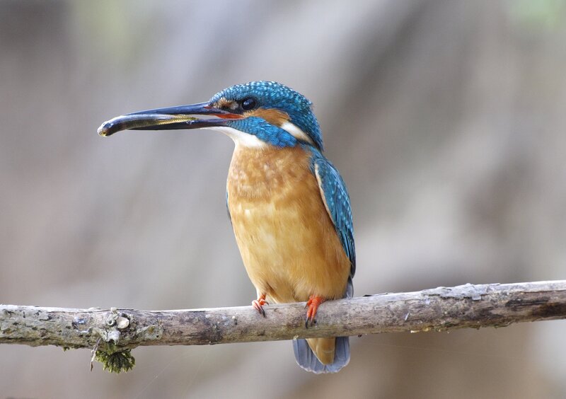 Kingfisher with Fish — Blue, Alert