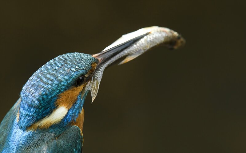 Kingfisher with Fish — Blue, Dramatic