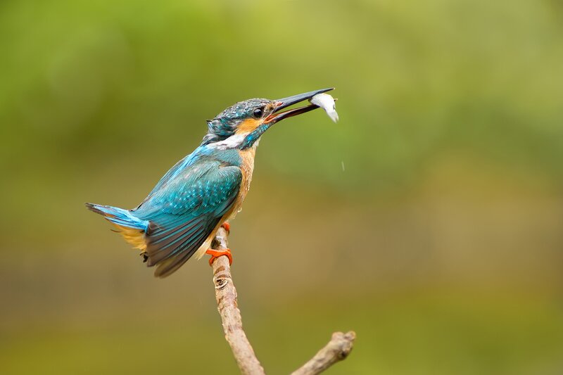 Kingfisher with Fish — Blue, Natural, Afternoon